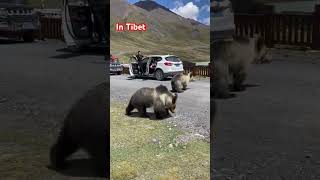 Wildlife of the Tibetan Plateau #shortvideo #wildlfe #americanbear