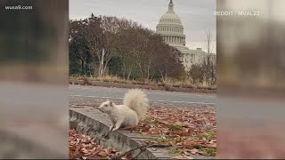 Rare albino squirrel spotted on Capitol Hill | Most DC Thing