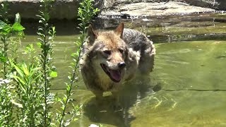 Amazing timber wolf family #91 タイリクオオカミの家族【Cute animal videos】【多摩動物公園】