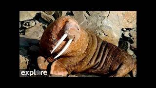 LIVE Walrus Cam: First Beach View – Round Island, Alaska | explore.org