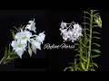 Dendrobium Isabel Sander|| Anggrek Hybrid Silangan Ciamik #dendrobiundearei #denrobiunsanderae