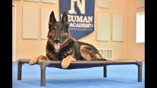 Max (German Shepherd Dog) Boot Camp Dog Training Video Demonstration