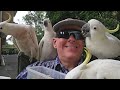 Super cheeky, super cute, wild Australian cockatoos.