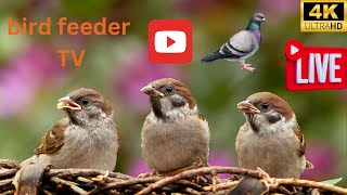 Bird feeder TV Live 4K UHD (big pigeon small pigeon) Rotherham - UK 🚫Ads free🕊