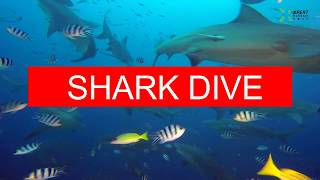 斐濟終極觀鯊 Shark Dive in Fiji