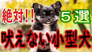 絶対に吠えない犬種５選【犬塾】