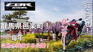 [CBR650R]群馬県邑楽町にある白鳥の飛来する公園！桜の時期もオススメ！[モトブログ]