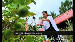 Fruits cultivated on  Terrace Haritham @ Kochi