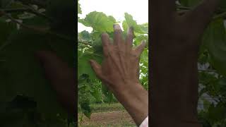 द्राक्ष बागेचे सांगाडा मधे बदल / Grapes structure some changes according to period