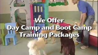 My Doggies Daycare - Certified Dog Training