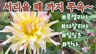 키워보고 추천하는 서리올 때 까지#오래피는꽃