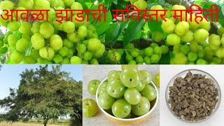 आवळा झाडाची सविस्तर माहिती ( Indian Gooseberry, emblic myrobalan tree Information )