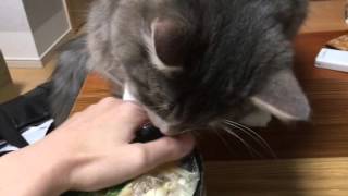 親子丼に攻撃する猫 ノルウェージャンフォレストキャット Cat attack a parent-child bowl. Norwegian Forest Cat.