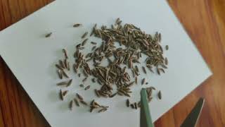 Adulterated Cumin seeds... கலப்படம் செய்யப்பட்ட சீரகம்...Be aware... you people....:)