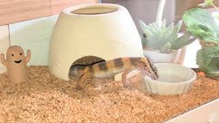 レオパベビー水を飲む Leopard Gecko drinks water