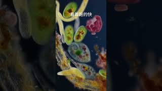 色彩斑斓的微生物