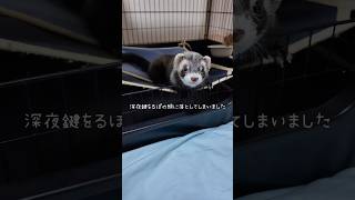 【フェレットに起きた事故】深夜の出来事。ごめんねるぽ。#shorts #フェレット #ferret