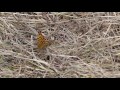 high brown fritillary butterfly ovipositing ウラギンヒョウモン♀が農道の枯草に産卵