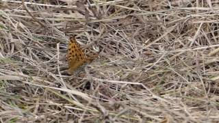 High Brown Fritillary Butterfly Ovipositing ウラギンヒョウモン♀が農道の枯草に産卵