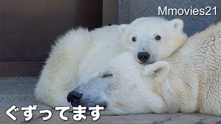 Polar Bear cub is crying ぐずって鳴くホッキョクグマのこぐまリラ