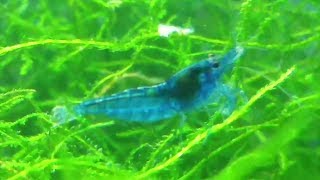 Blue neocaridina shrimp care guide - dream blue velvet shrimp feeding, breeding and telling gender