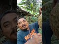 proses pengikatan durian montong bersama pak kumis shorts