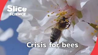 Could we survive in a world without pollinators? | SLICE SCIENCE