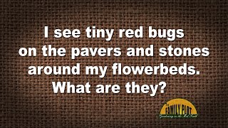Q&A – I see tiny red bugs on stones around my flowerbeds. What are they?