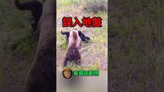 棕熊冷冷的回答黑熊媽媽：你放心，我絕對會好好照顧你小孩#animals #華哥説動物 #wildlife #wildanimals