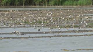 蒙古/鐵嘴鴴Lesser/Greater Sand-Plover(Charadrius mongolus/leschenaultii)休息