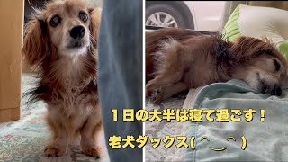 １日の大半を寝て過ごす老犬ダックス18歳7ヶ月が可愛い（老犬）（ダックスフンド）（カニンヘンダックス）