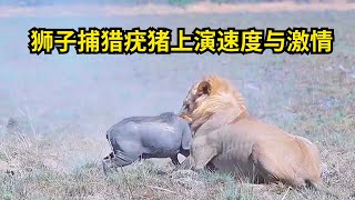 狮子捕猎疣猪，上演激情速度