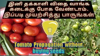 Tomato propagation with native Tomatoes (தக்காளி வளர்ப்பு)