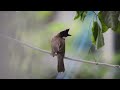 the sound of birds 30 minutes of relaxing chirping