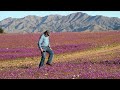 Chile: World's driest desert in bloom after heavy rains