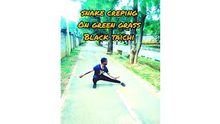 snake creeping on green grass#Black taichi#taichi #taijiquan #calisthenics #kung fu #martialarts