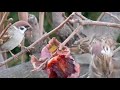 tree sparrow vs tree sparrow one on one fight wild birds gathering in the persimmon tree