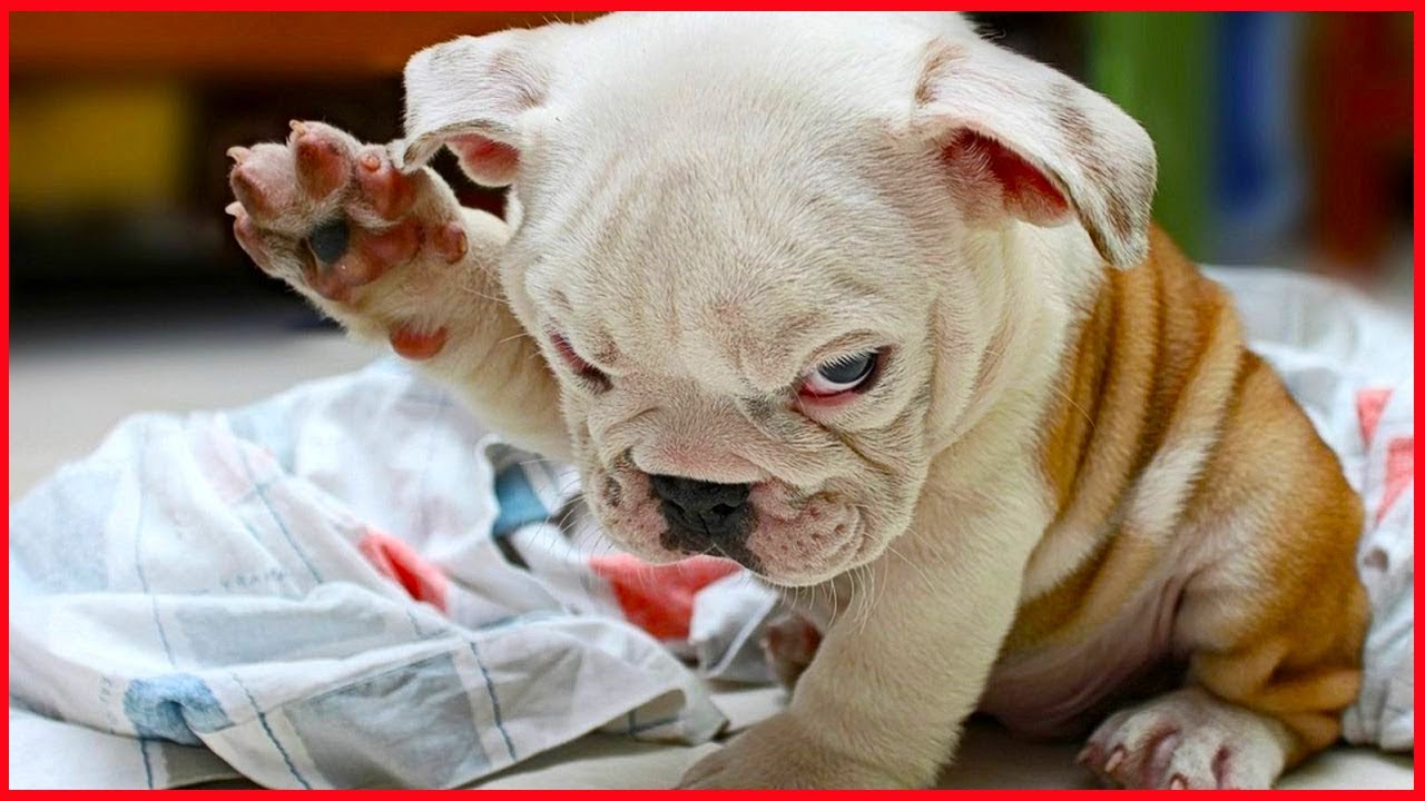 Angry Funny Dogs Cats Are Funnier Than Ever ёяшв Youtube