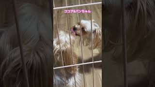 永遠に続くペロペロ【ココア\u0026パンちゃん】 #yorkshireterrier #ヨーキー #ヨークシャーテリア