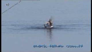 godwit fight - grutto - Limosa limosa