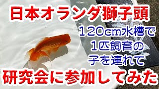 日本オランダ獅子頭の研究会に行ってきた【金魚】