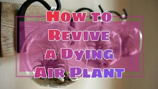 HOW TO REVIVE A DYING AIR PLANT