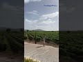 kuzubağ winery şarap bağ Çal hançalar denizli @calbagyolu @kuzubagwinery