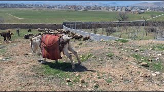 Nomads of Iran,the oldest and most authentic nomads in the world,the life of the Bakhtiari tribe2024