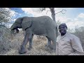 Check in With Elephant Bull, Fishan & Carer Owen