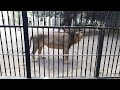 lion roar at sakkarbaug zoo junagadh