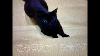 おばあちゃん猫の特等席!!!!（得意技は二度寝）