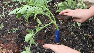 Could tomato grow on a potato plant?西红柿长在土豆植株上