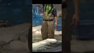 身体を横にして手を振るよ シロイルカ ベルーガBeluga whale #shorts