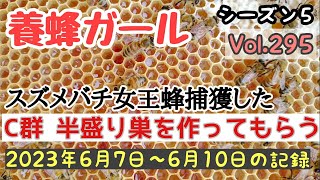 Vol.295〔養蜂記録〕C群には巣礎を入れて半盛巣を作ってもらう